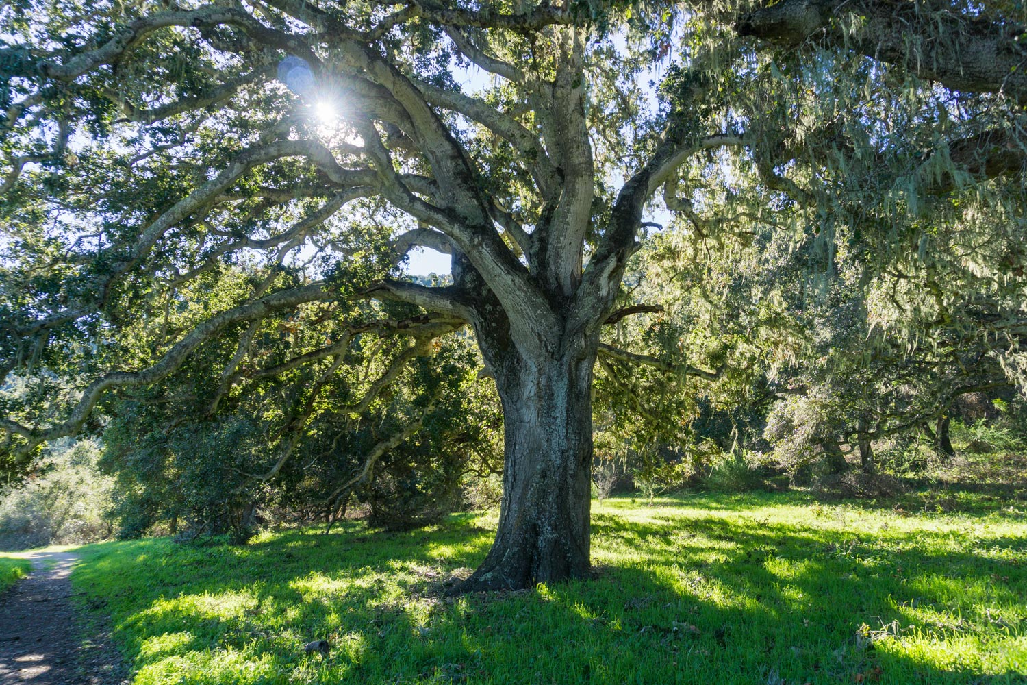 arbol roble grande